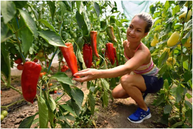Vegetable Gardens